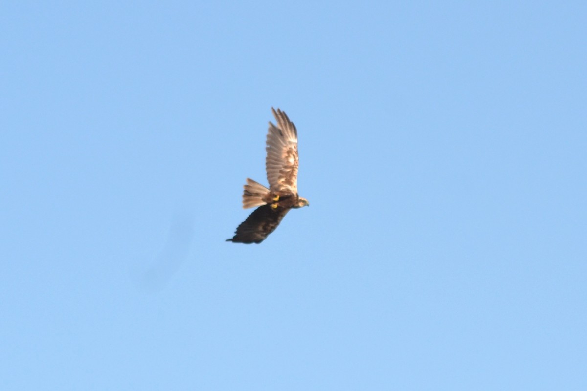 Western Marsh Harrier - ML621466023