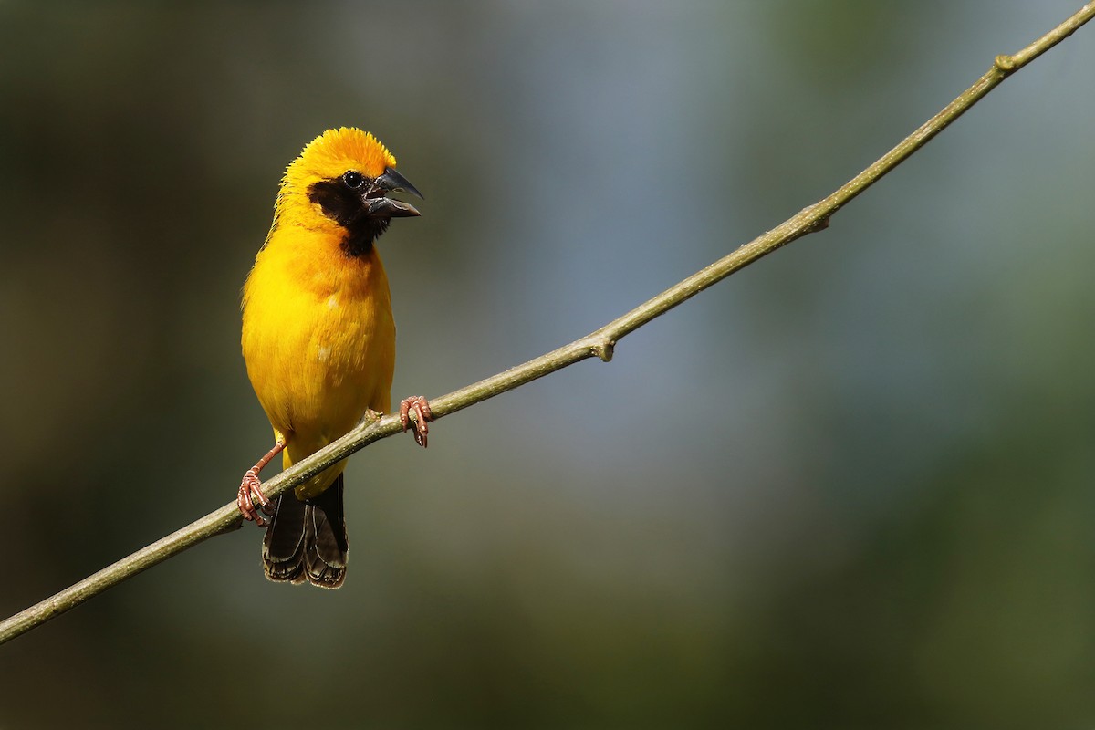 Asian Golden Weaver - ML621466024