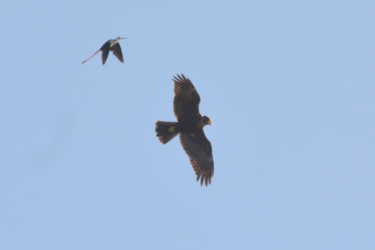 Western Marsh Harrier - ML621466026