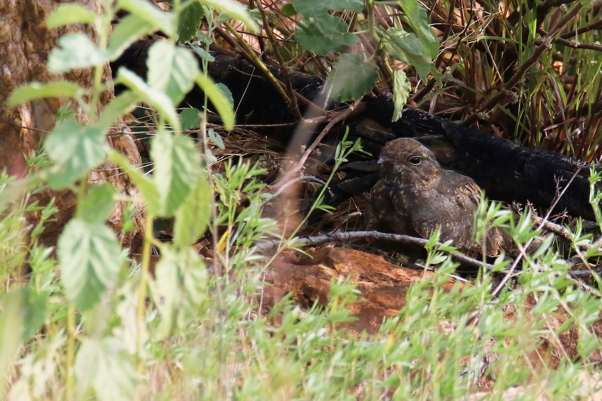 Savanna Nightjar (Northern) - ML621466049