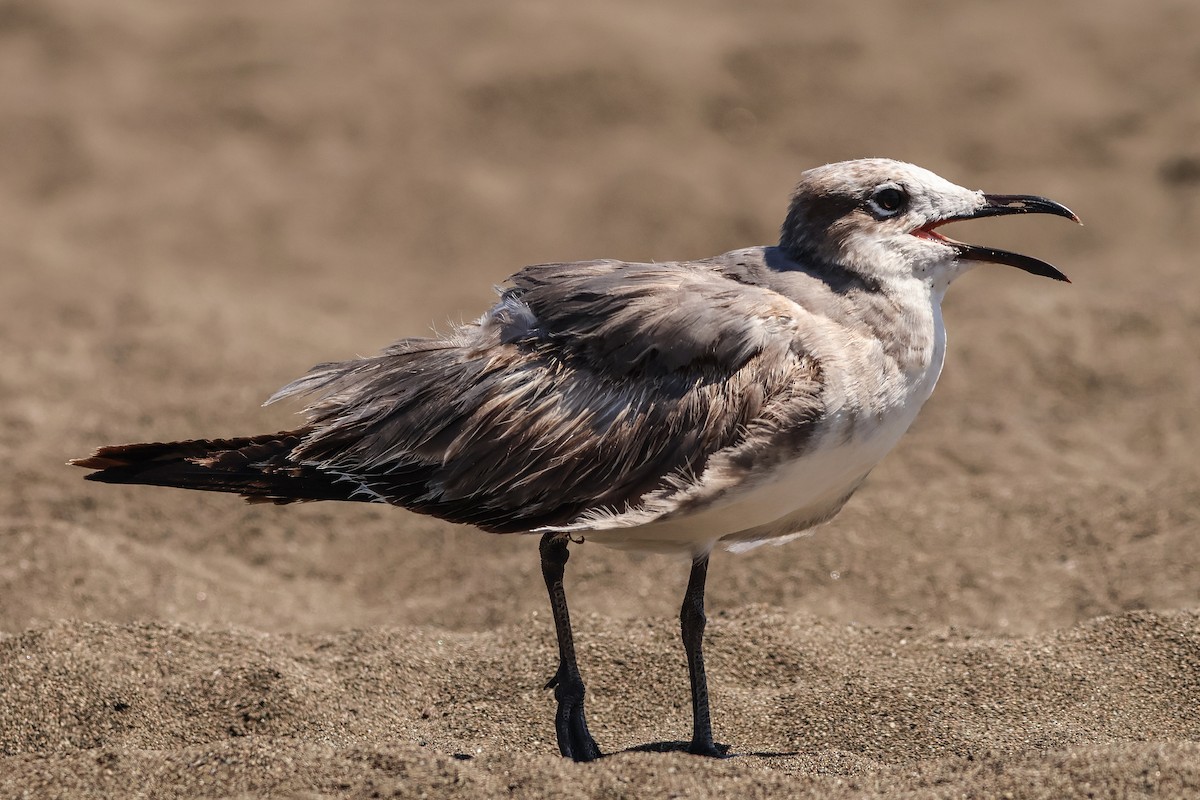 Laughing Gull - Jon  Sola