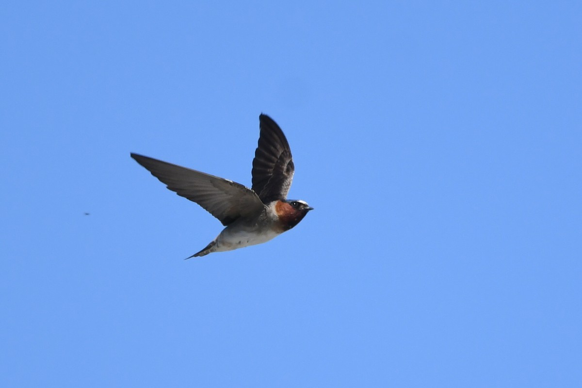 Cliff Swallow - Graham Sorrie