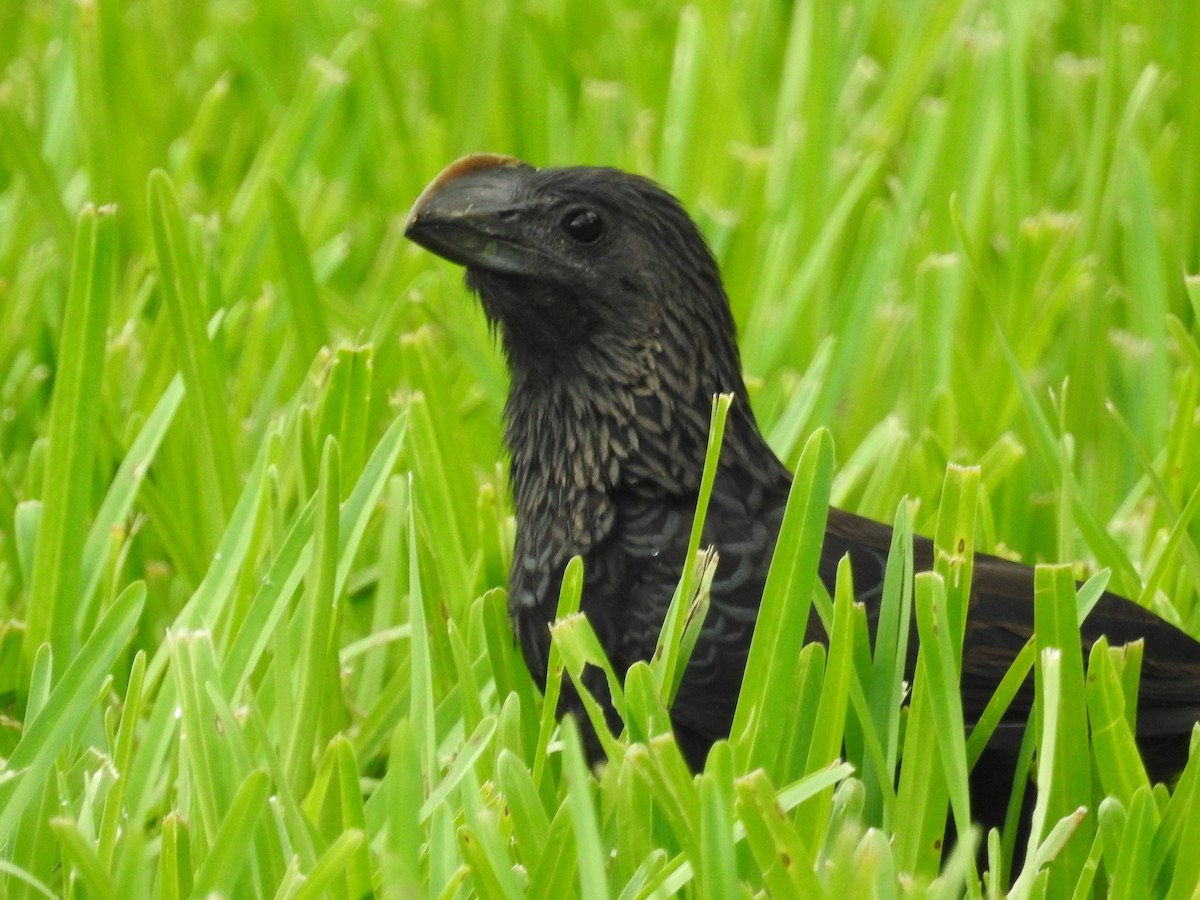 Smooth-billed Ani - ML621466204