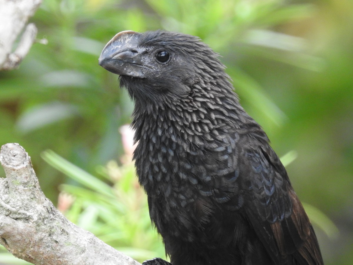 Smooth-billed Ani - ML621466206