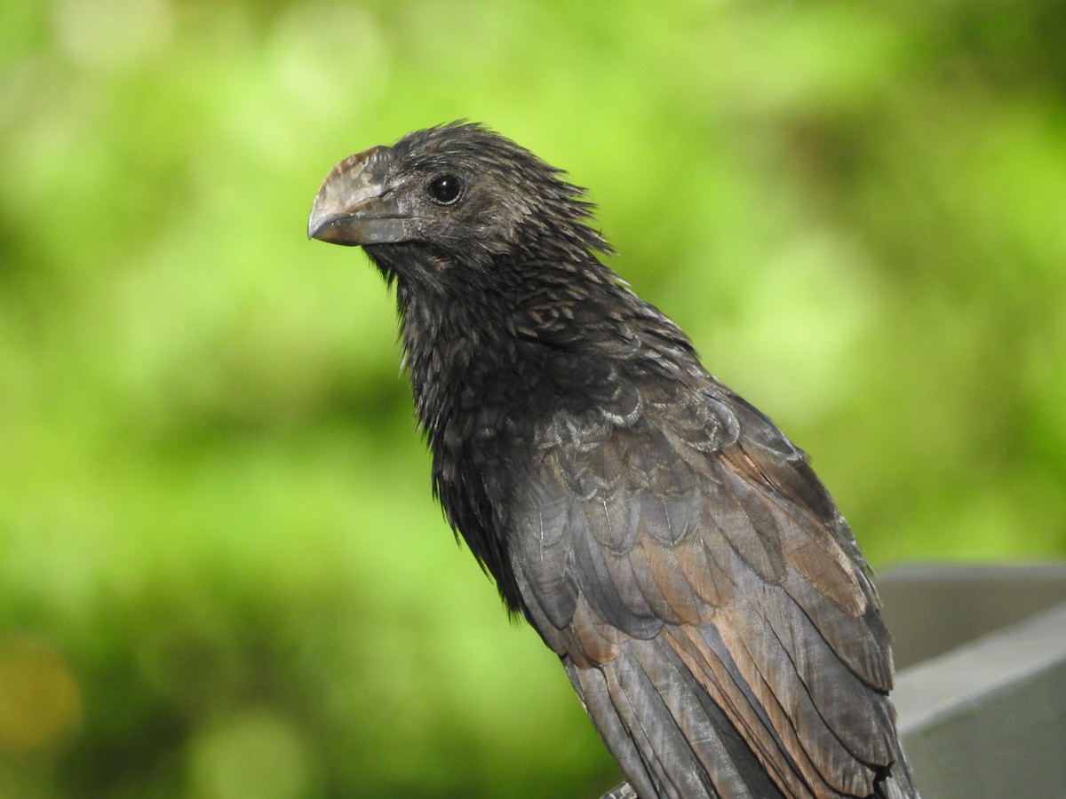 Smooth-billed Ani - ML621466207