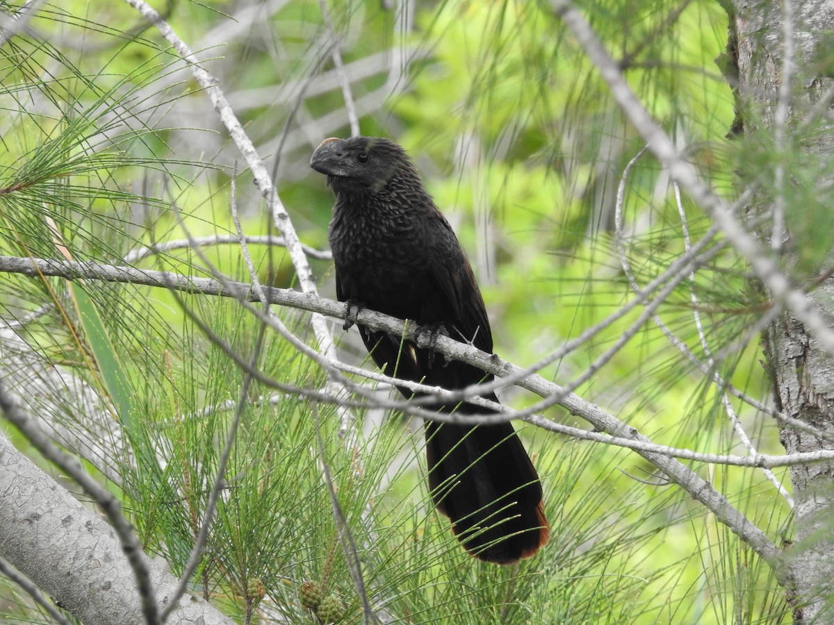 Smooth-billed Ani - ML621466208