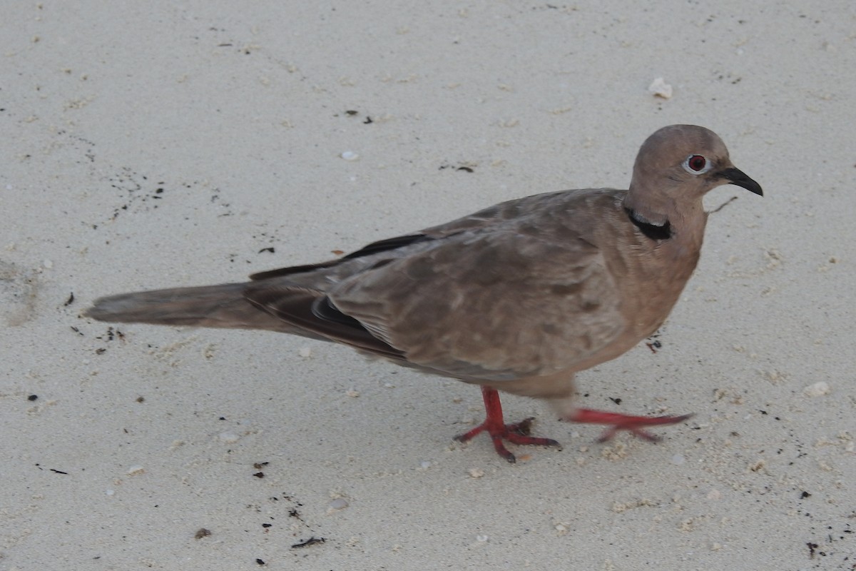 Eurasian Collared-Dove - ML621466210