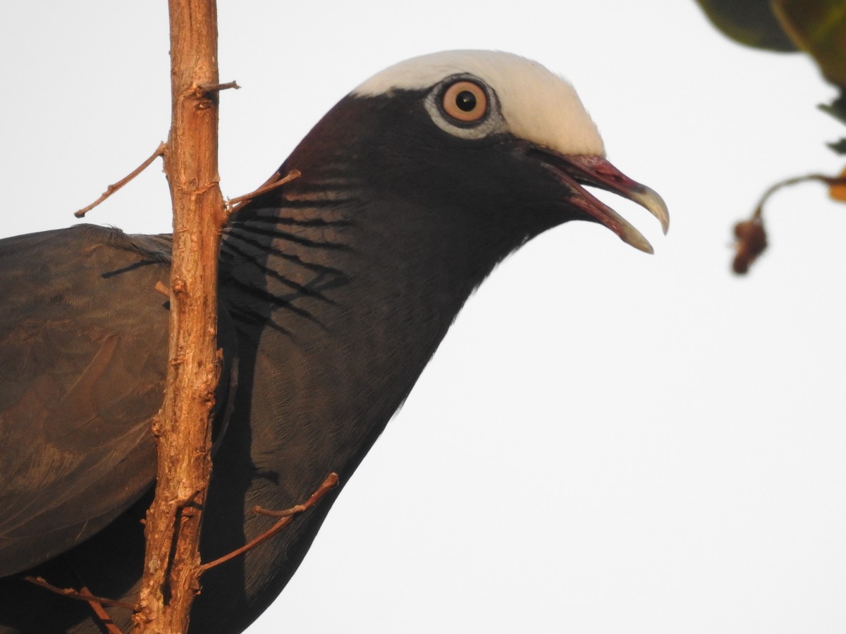 White-crowned Pigeon - ML621466216