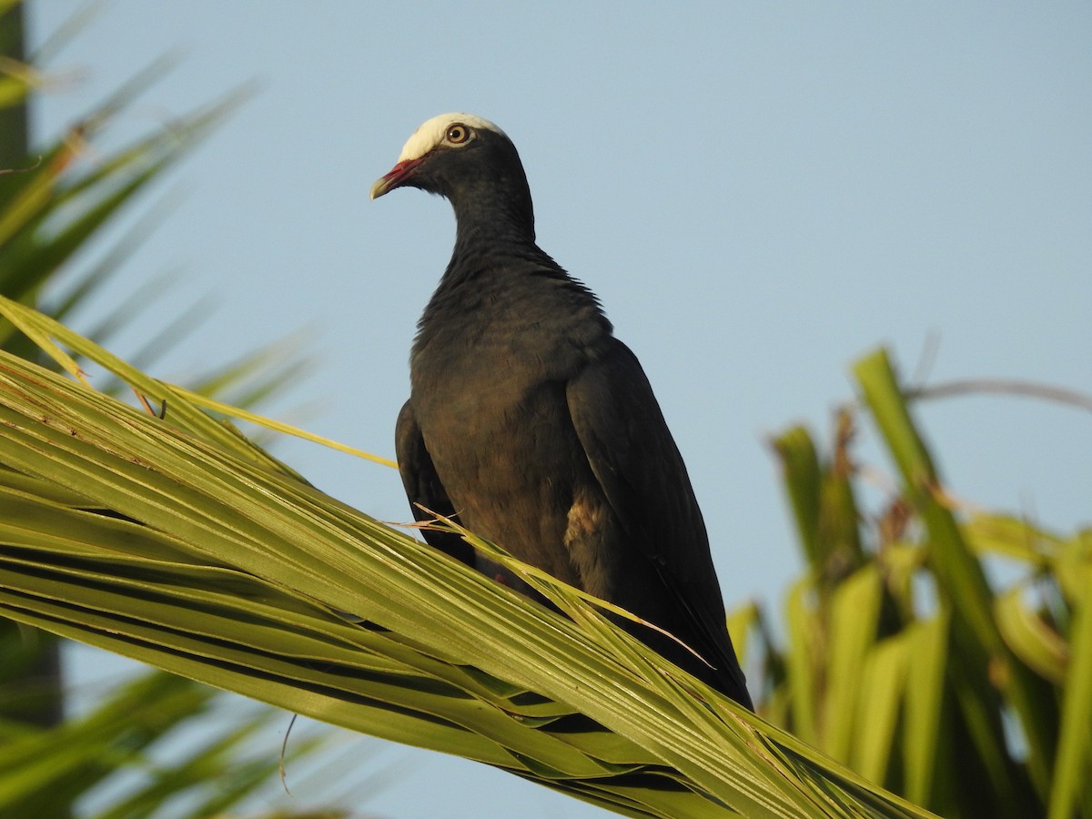 White-crowned Pigeon - ML621466217