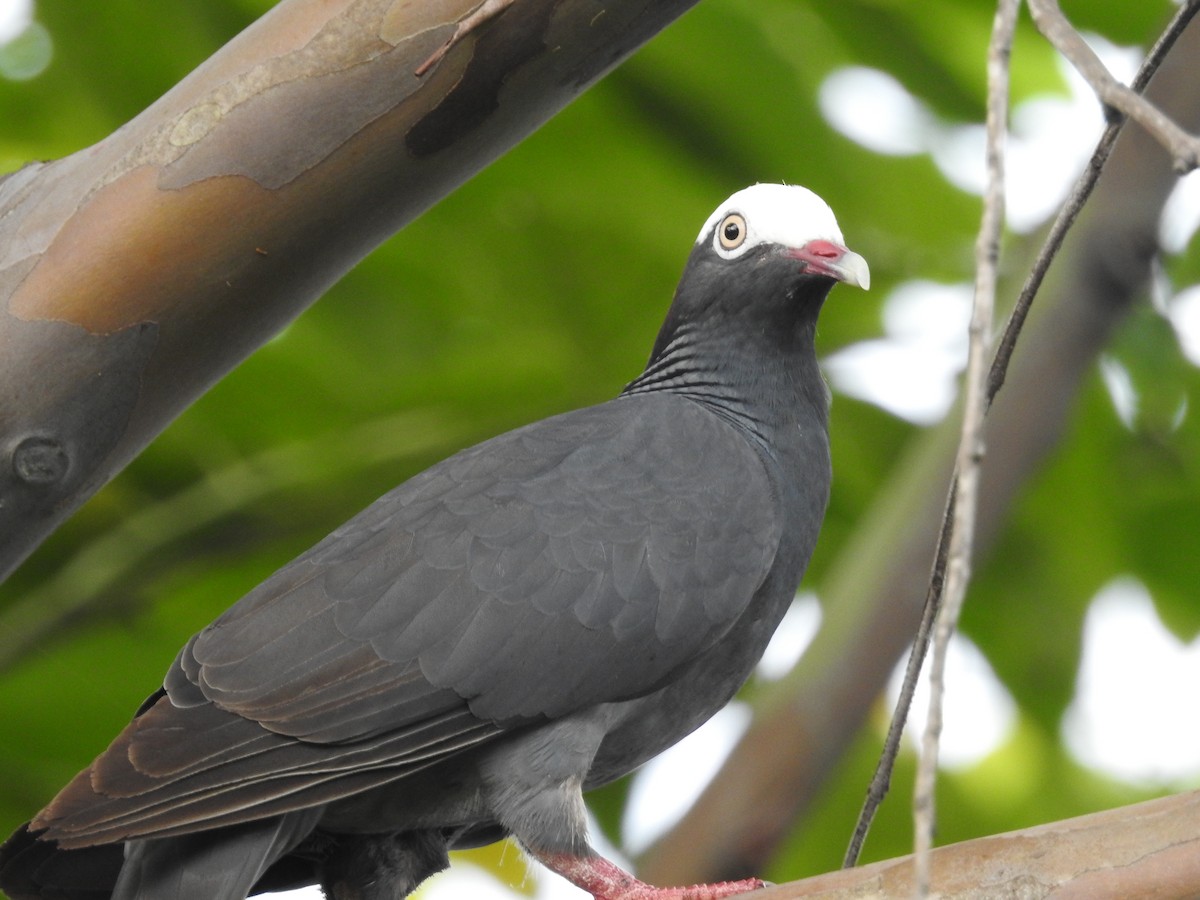 White-crowned Pigeon - ML621466231