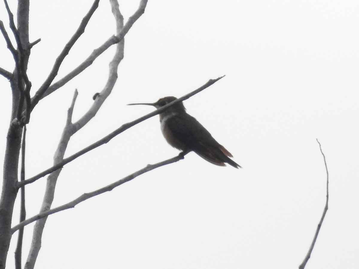 Colibrí de las Bahamas - ML621466248