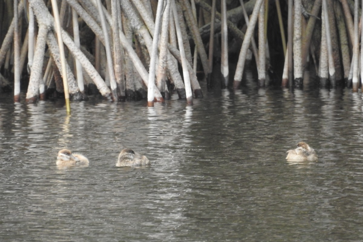 Ruddy Duck - ML621466296