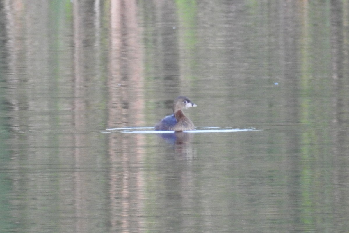 Pied-billed Grebe - ML621466298