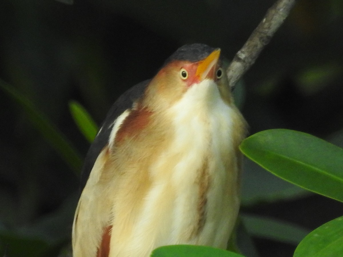 Least Bittern - ML621466308