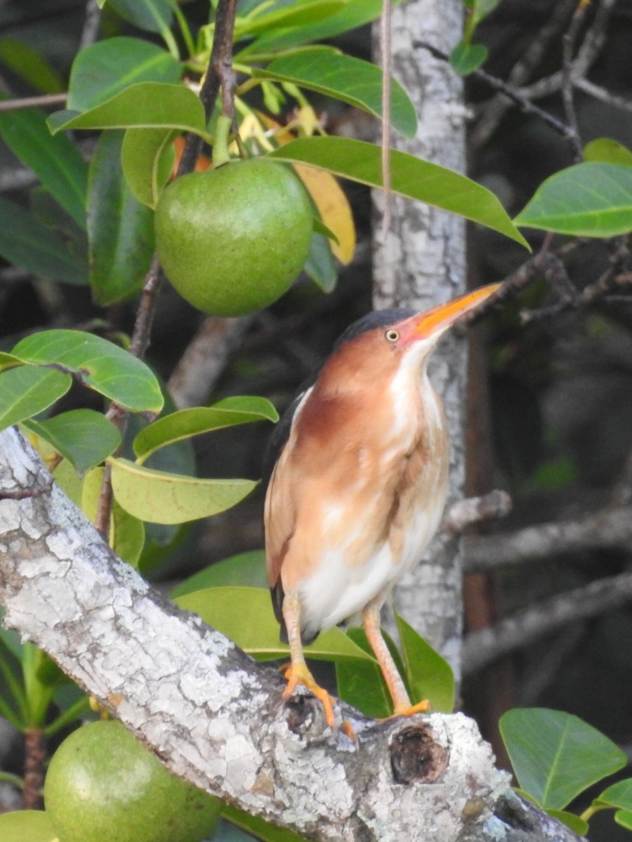 Least Bittern - ML621466309