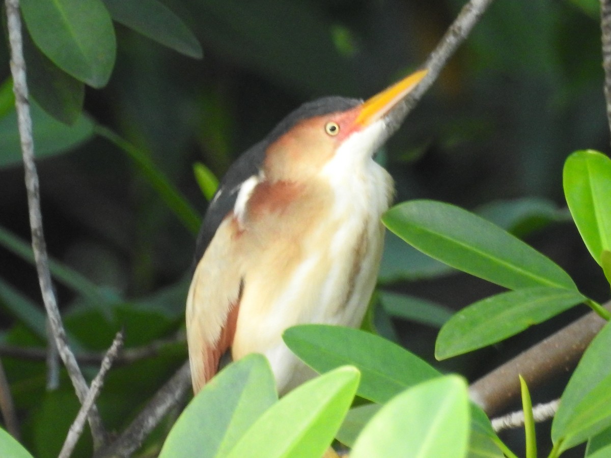 Least Bittern - ML621466310