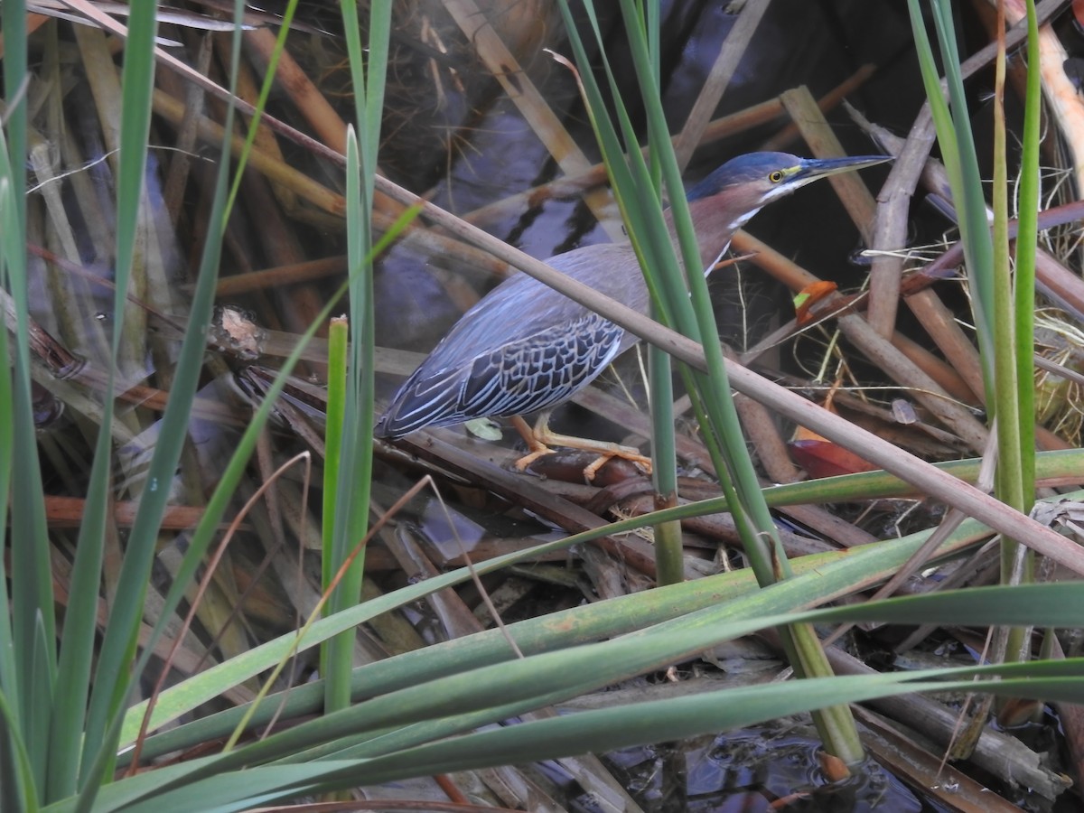 Green Heron - ML621466314