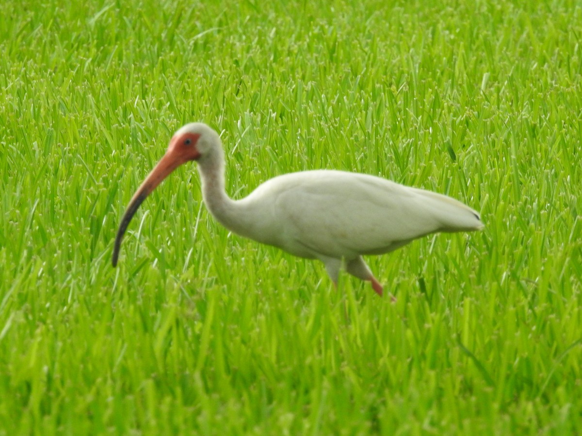 White Ibis - ML621466315