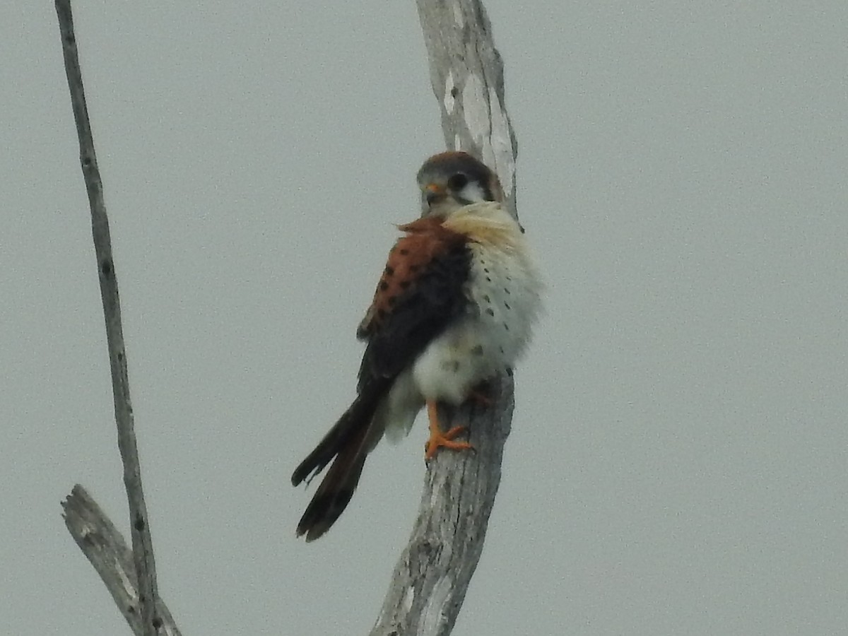 American Kestrel - ML621466321