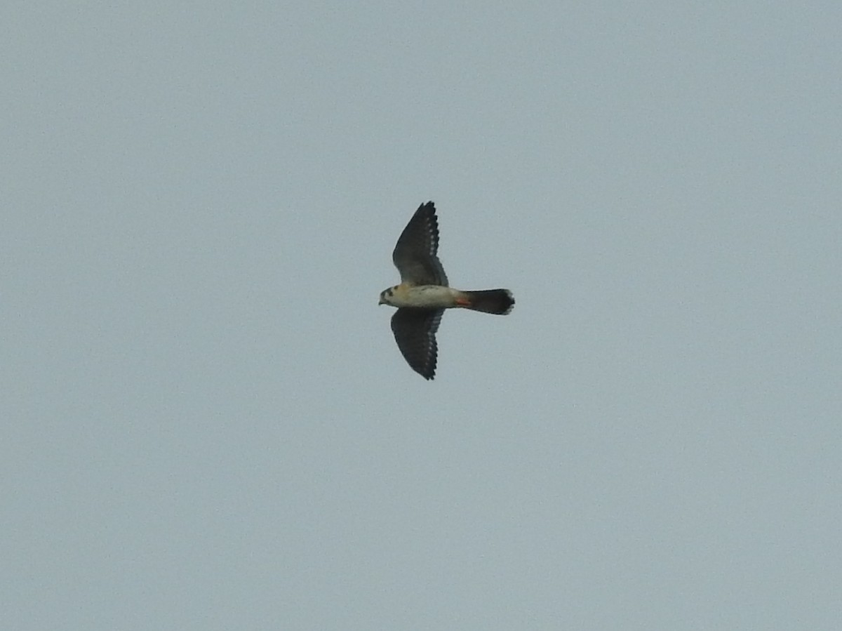 American Kestrel - ML621466322