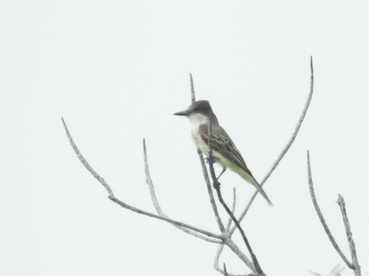 Loggerhead Kingbird - ML621466325