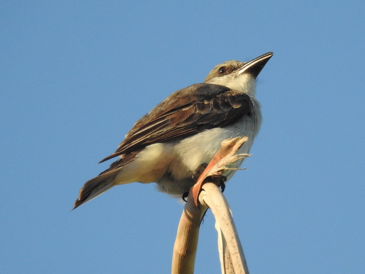 Gray Kingbird - ML621466328