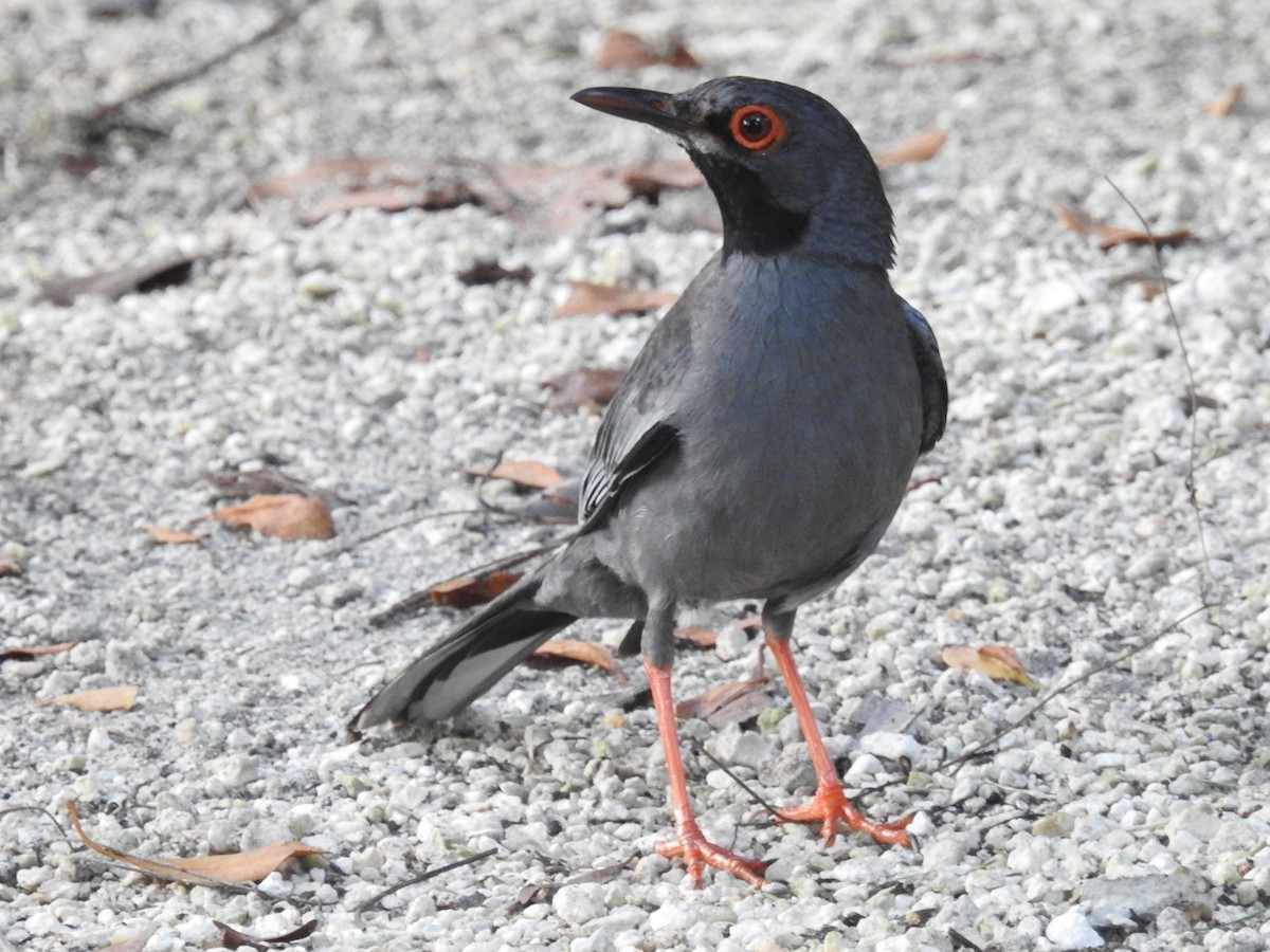 Red-legged Thrush (Bahamas) - ML621466335