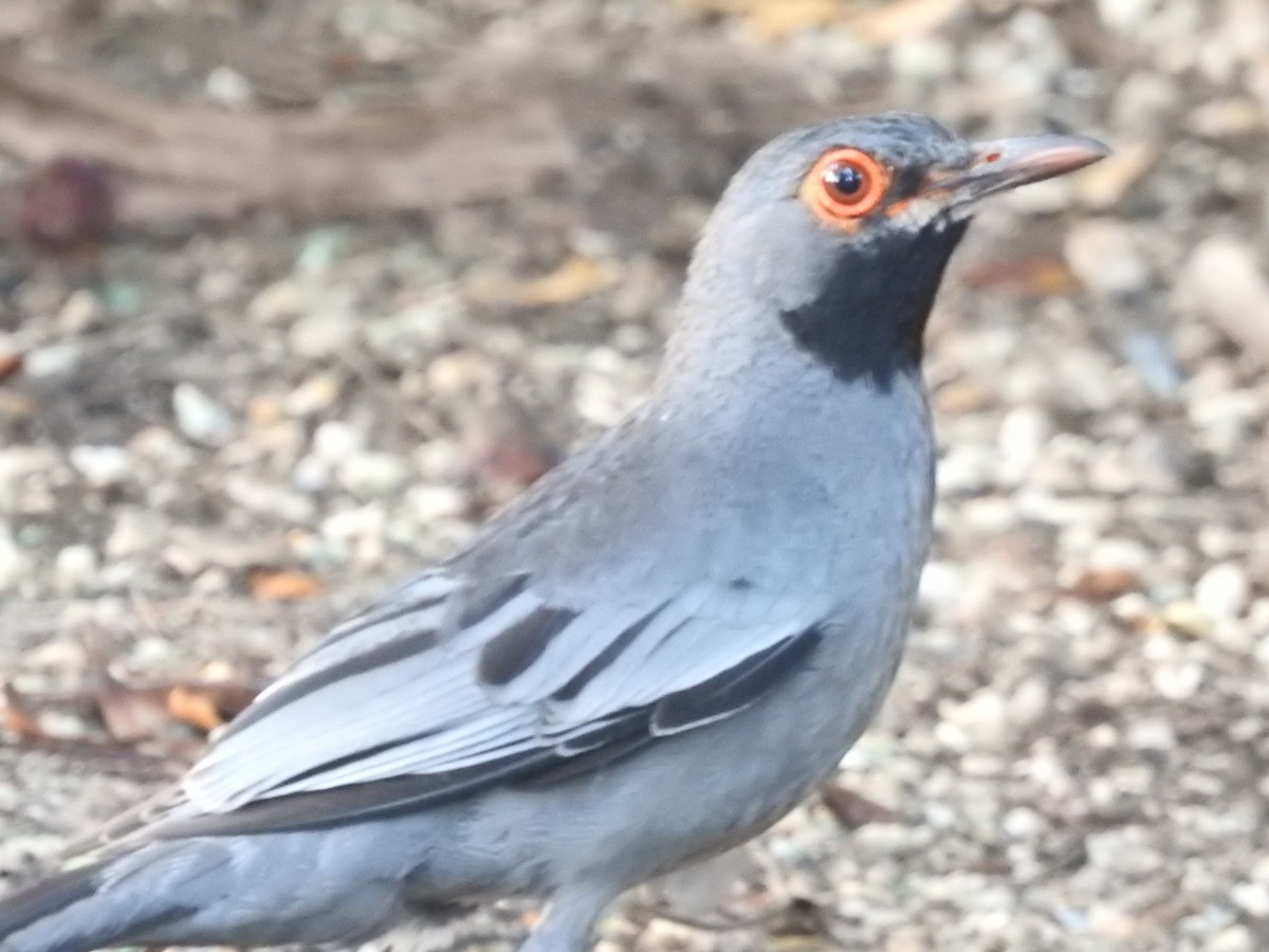 Red-legged Thrush (Bahamas) - ML621466336