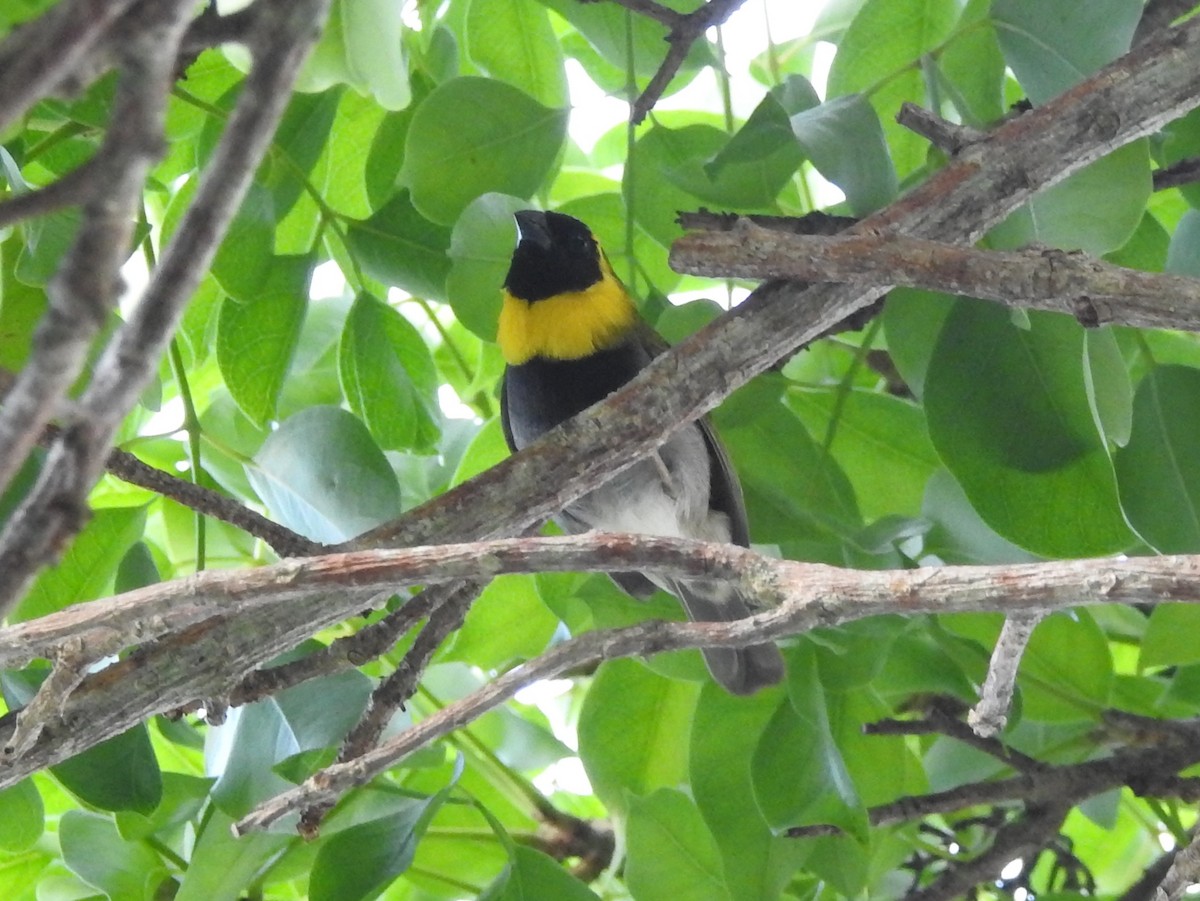 Cuban Grassquit - ML621466342