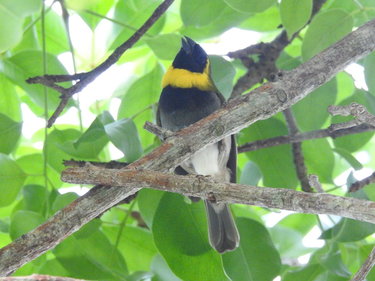 Cuban Grassquit - ML621466343