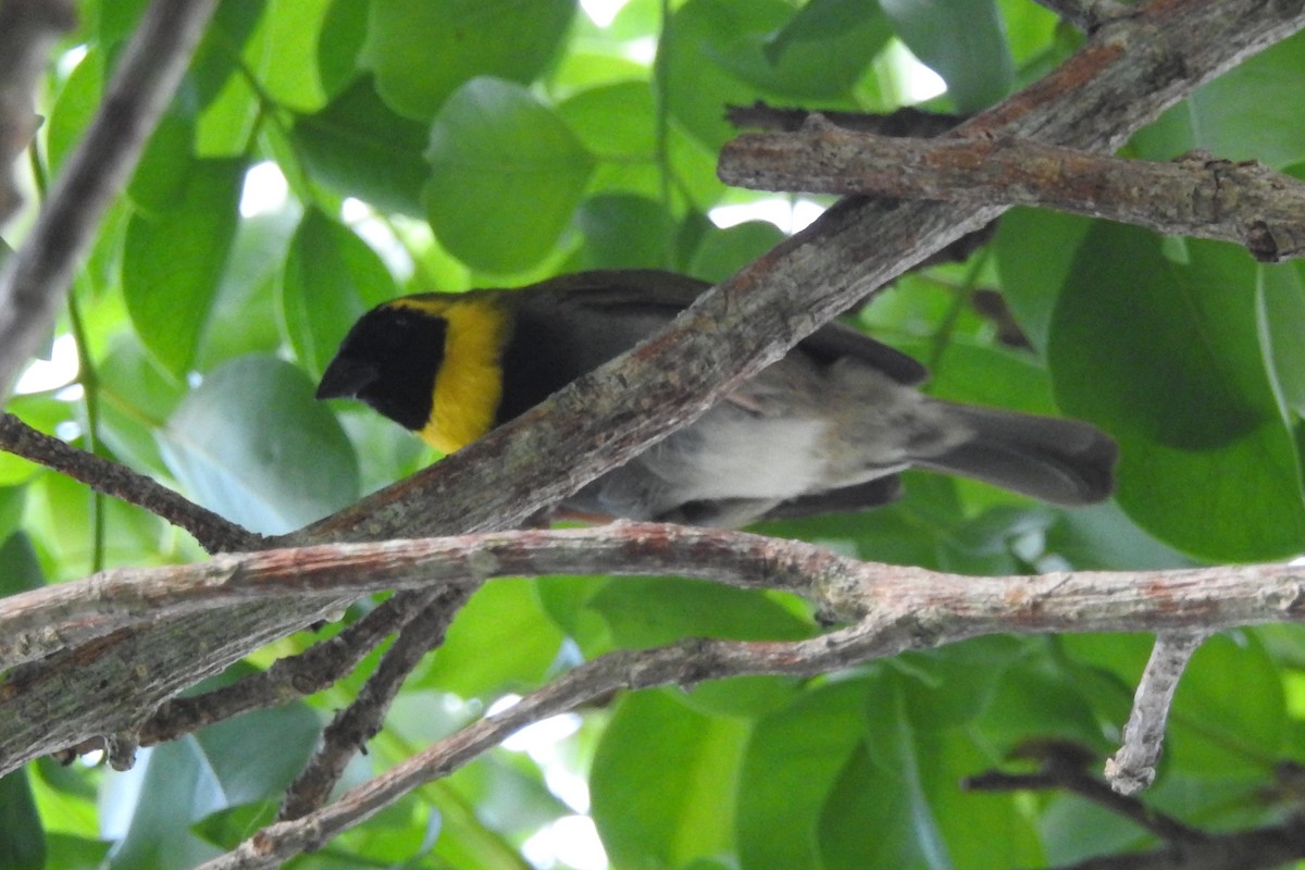 Cuban Grassquit - ML621466344