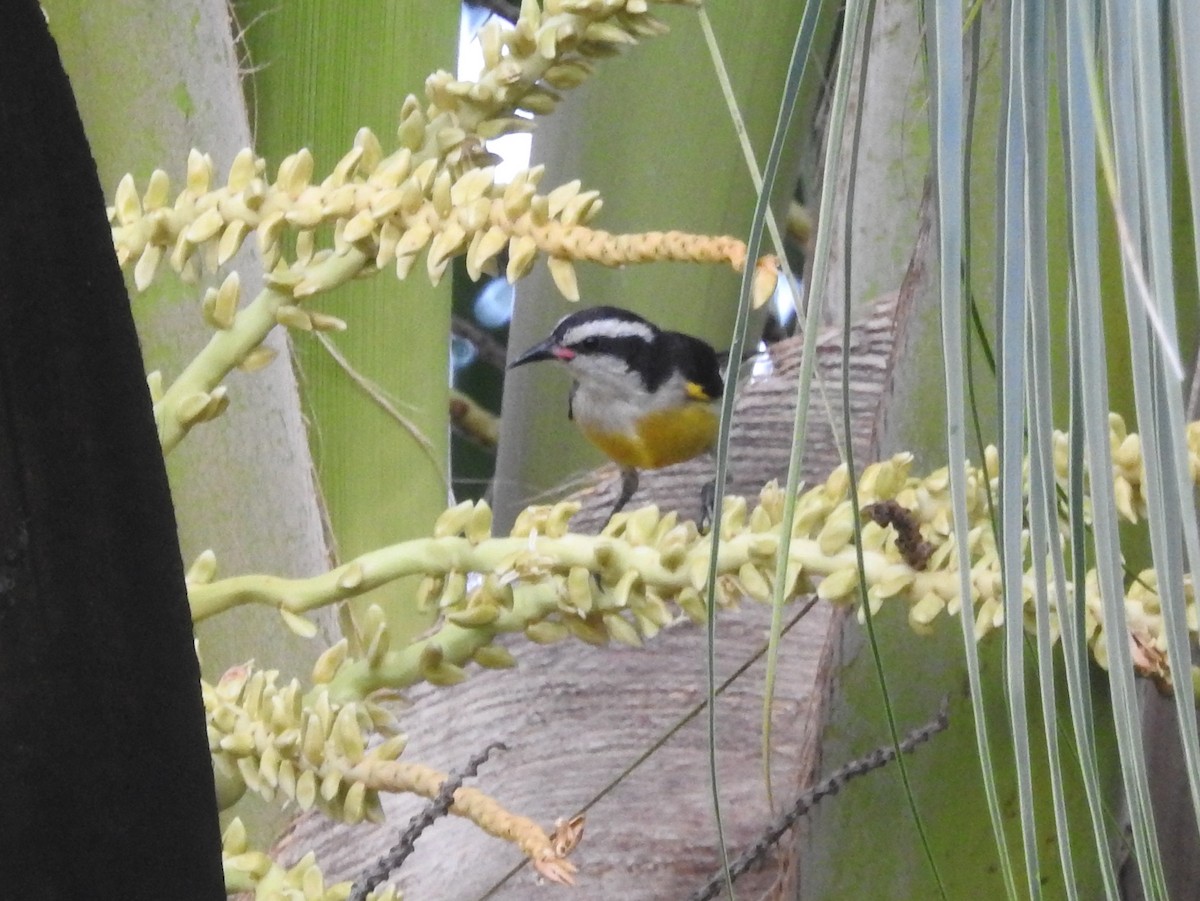 Bananaquit (Bahamas) - ML621466368