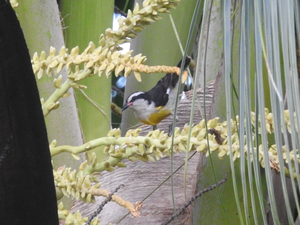 Bananaquit (Bahamas) - ML621466369