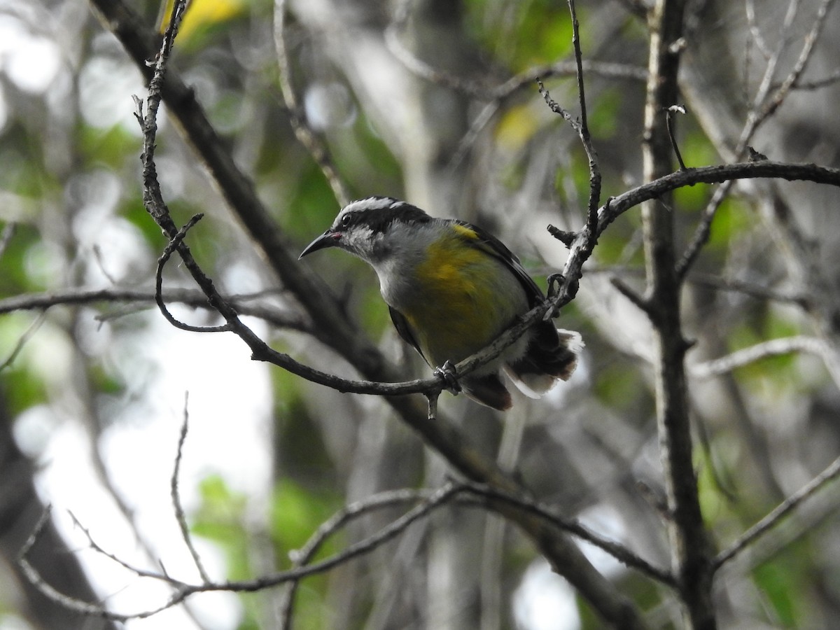 Bananaquit (Bahamas) - ML621466373