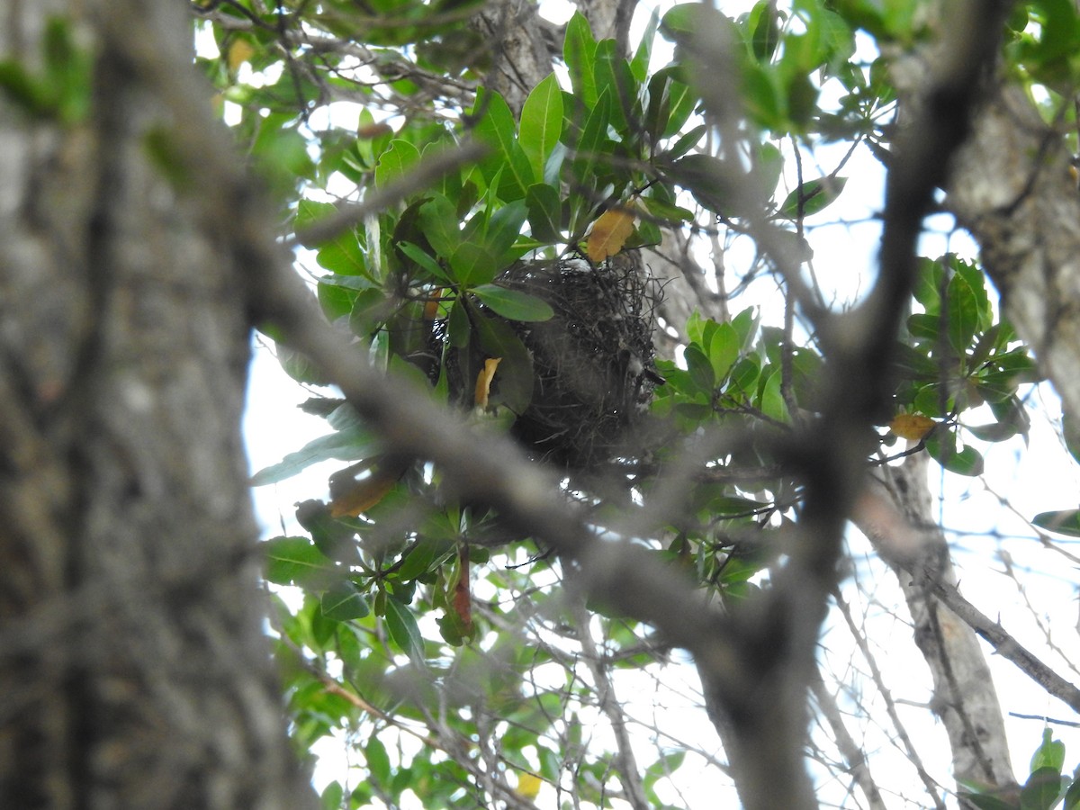 Bananaquit (Bahamas) - ML621466378