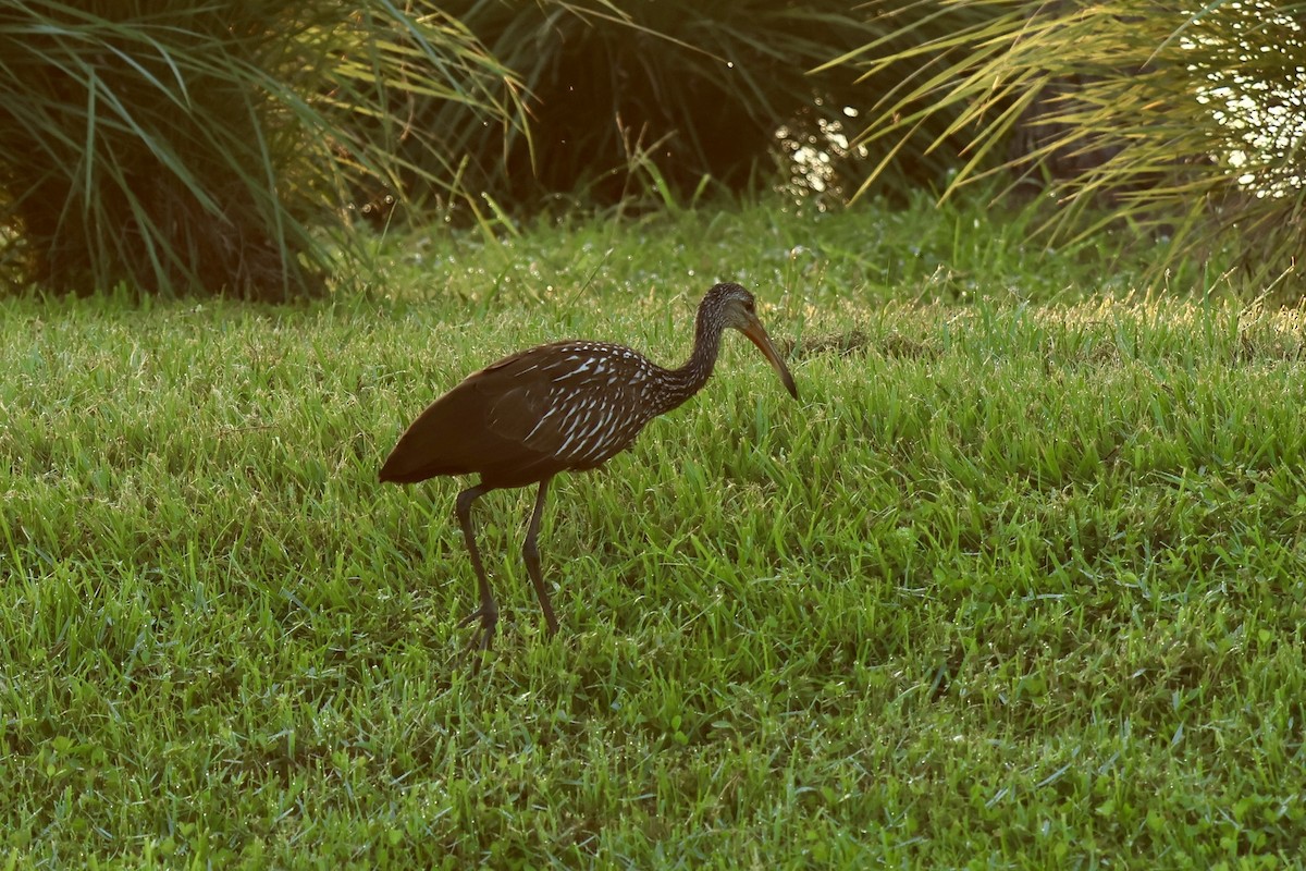 Limpkin - Audrey Appleberry