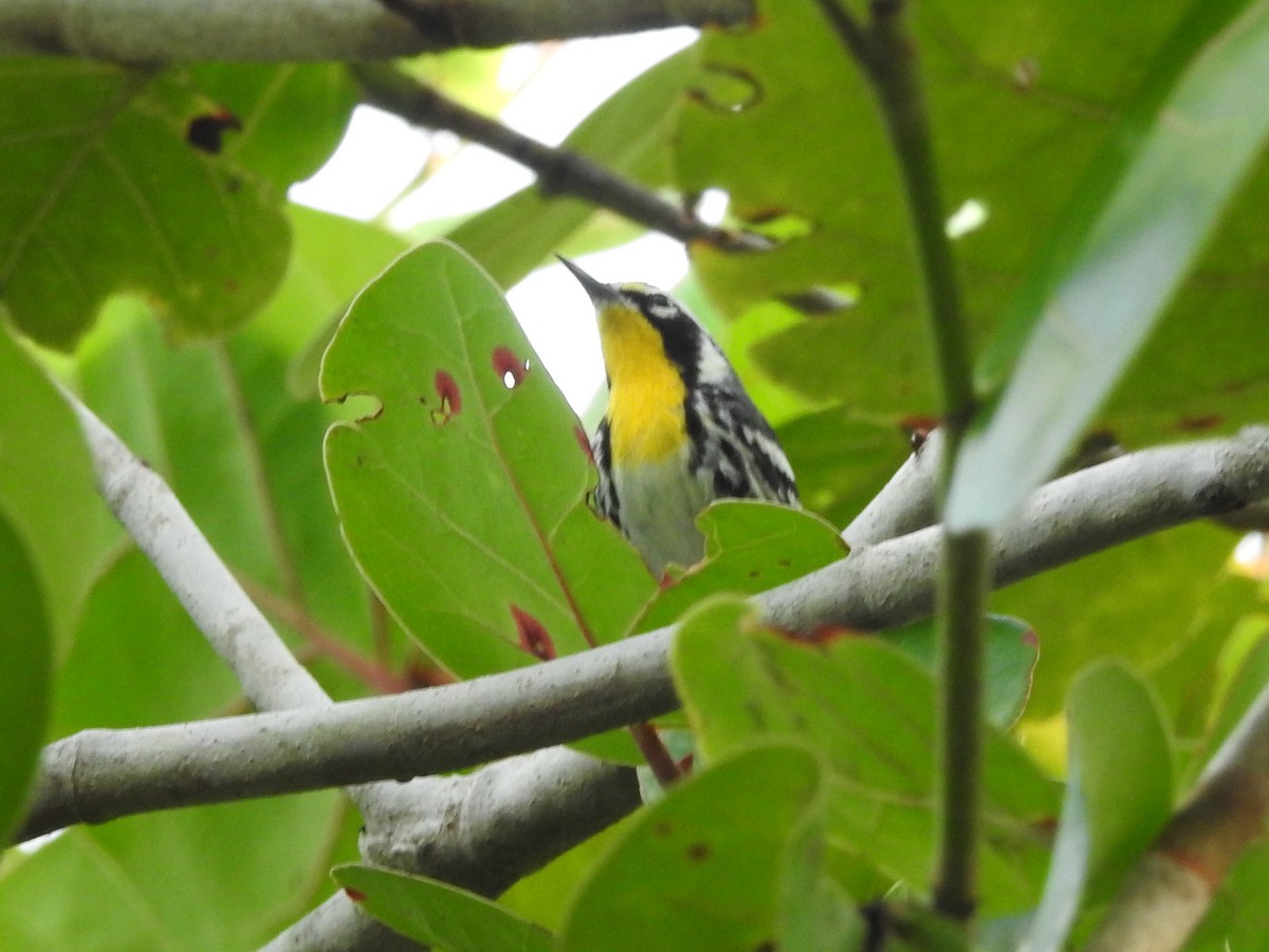 Yellow-throated Warbler (dominica/stoddardi) - ML621466438