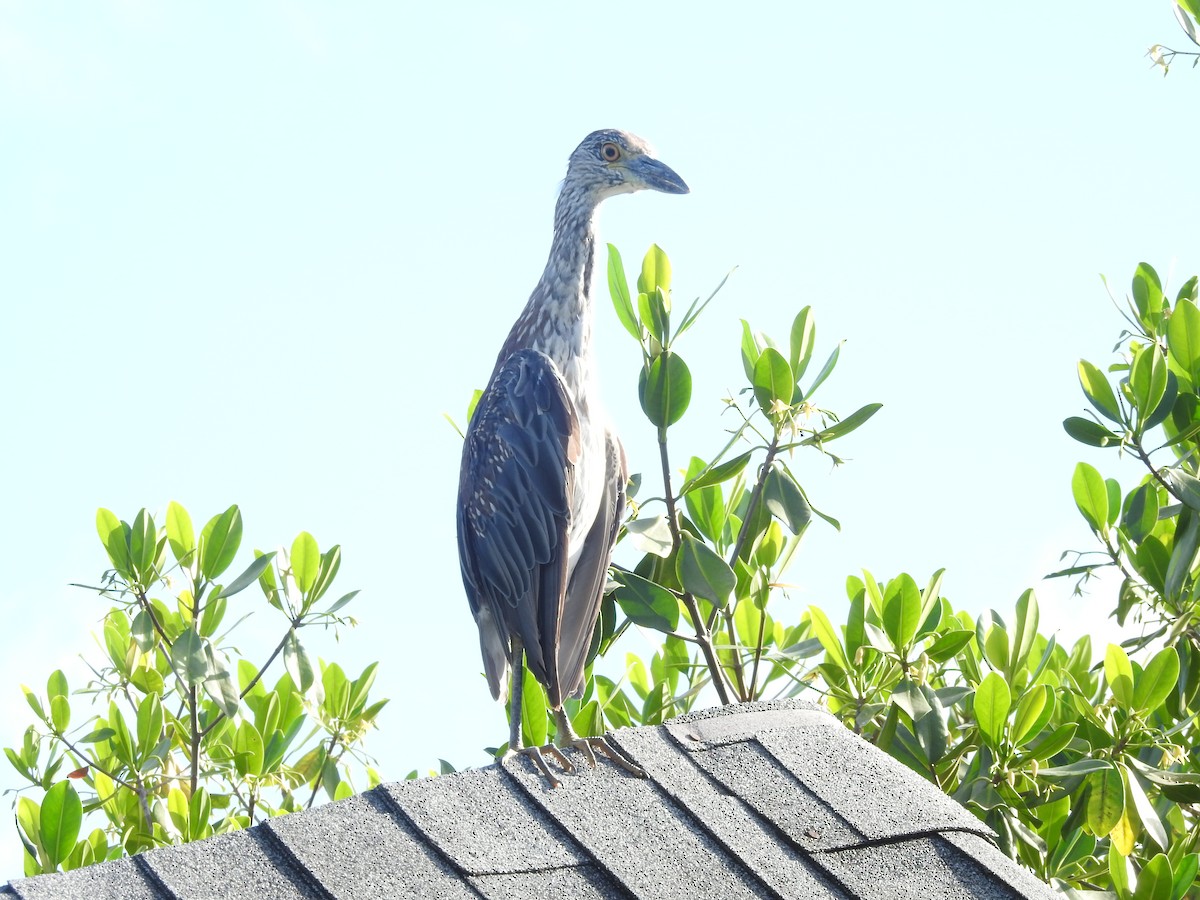 Yellow-crowned Night Heron - ML621466474