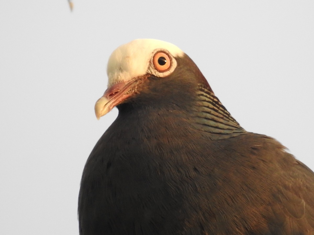 White-crowned Pigeon - ML621466482