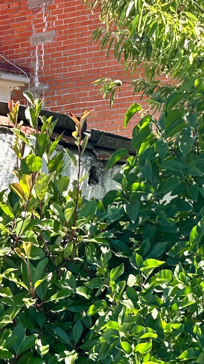 Common Hoopoe - ML621466726