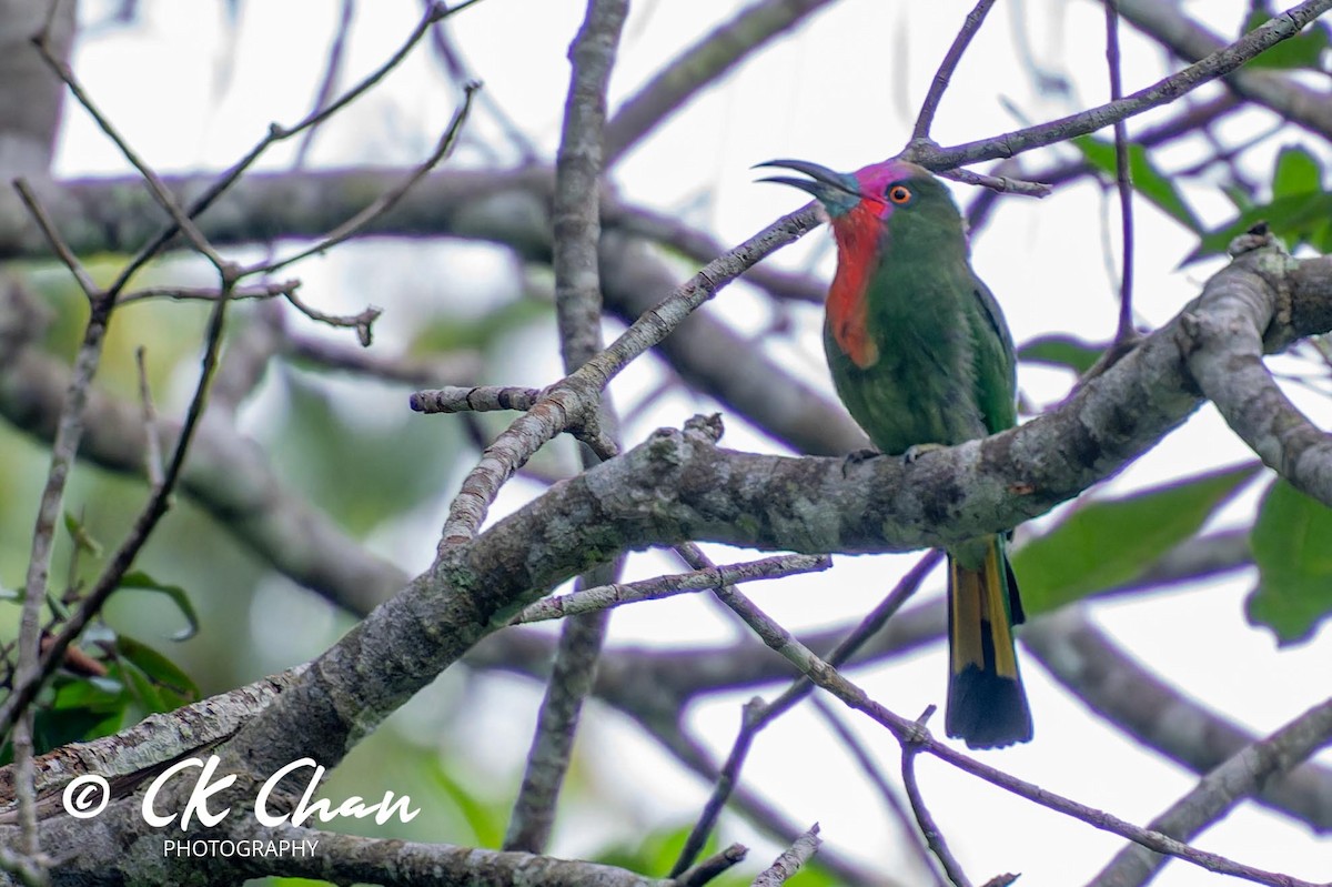 Red-bearded Bee-eater - ML621466812