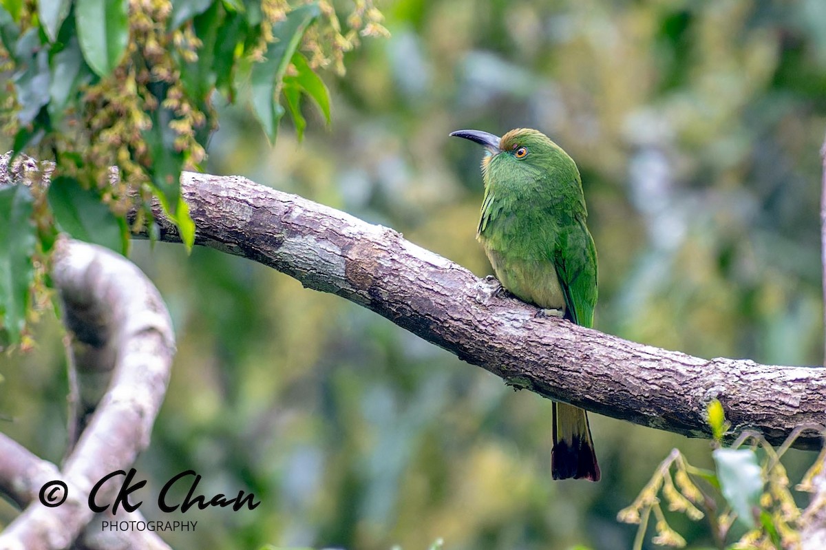 Red-bearded Bee-eater - ML621466814