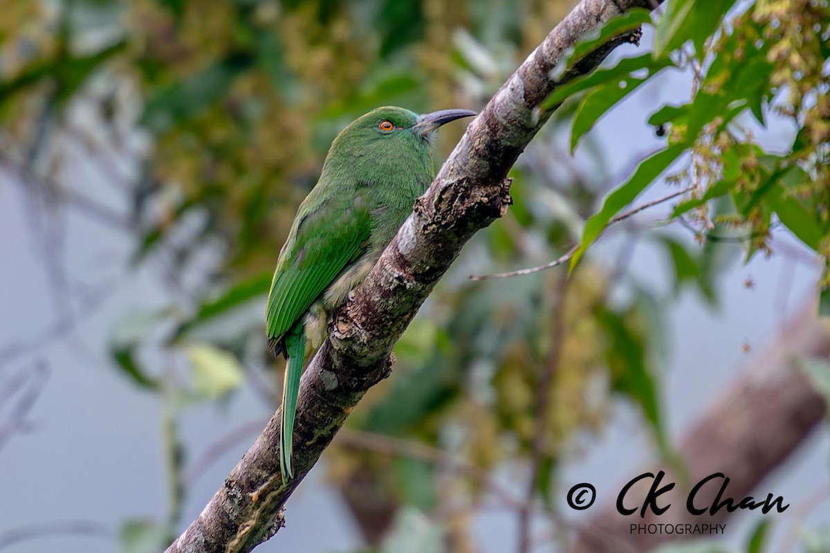 Red-bearded Bee-eater - ML621466821