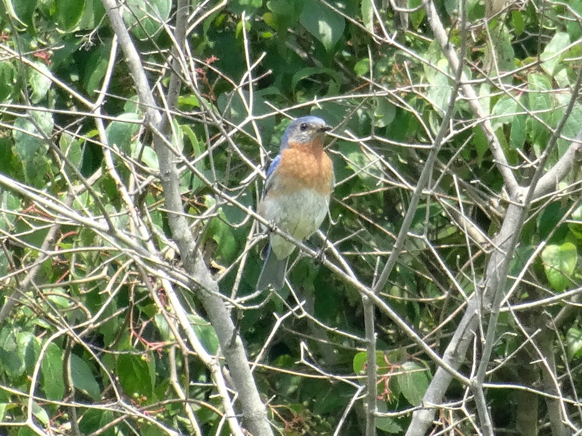 Eastern Bluebird - ML621466860