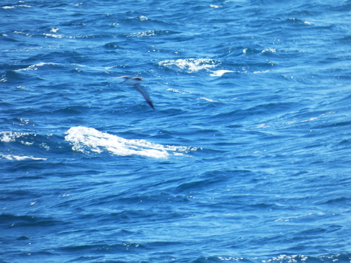 Cory's Shearwater - ML621466882