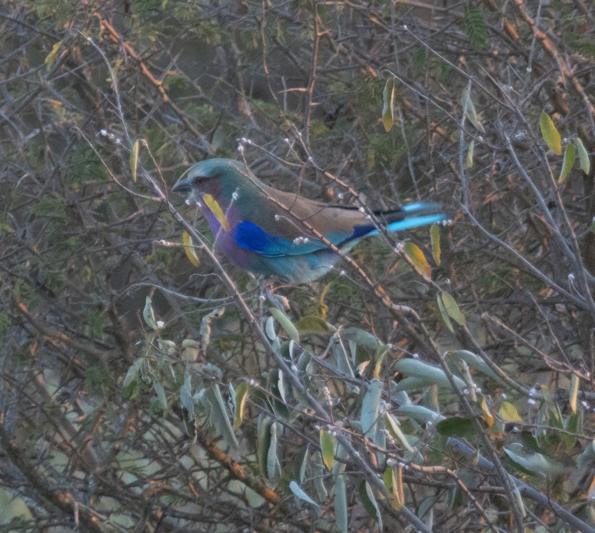 Lilac-breasted Roller (Lilac-breasted) - Kathryn Pamiroyan