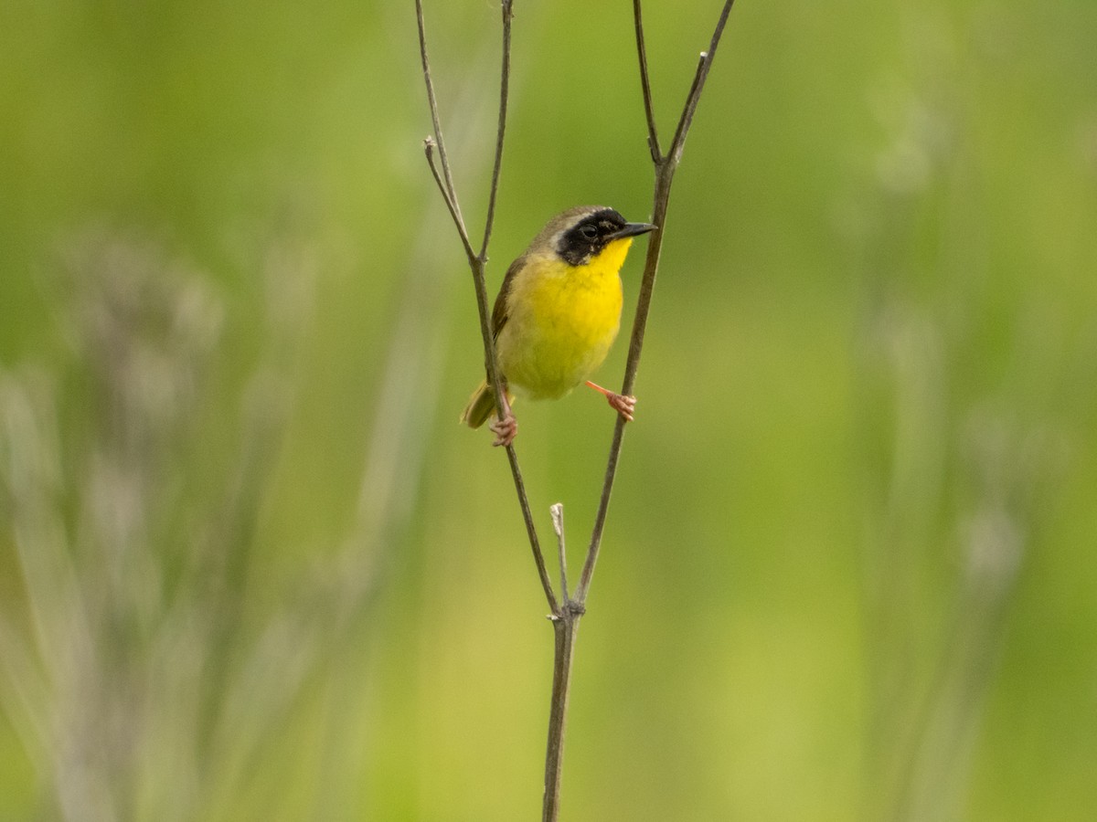 Common Yellowthroat - ML621466909
