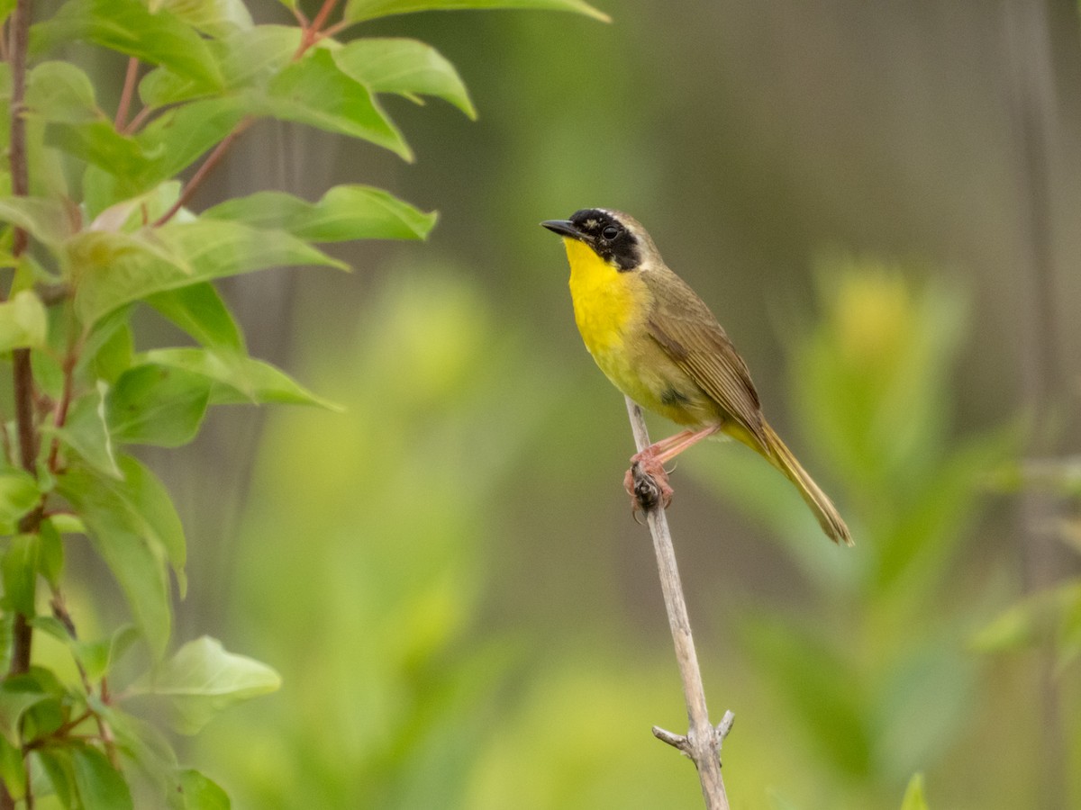 Common Yellowthroat - ML621466910
