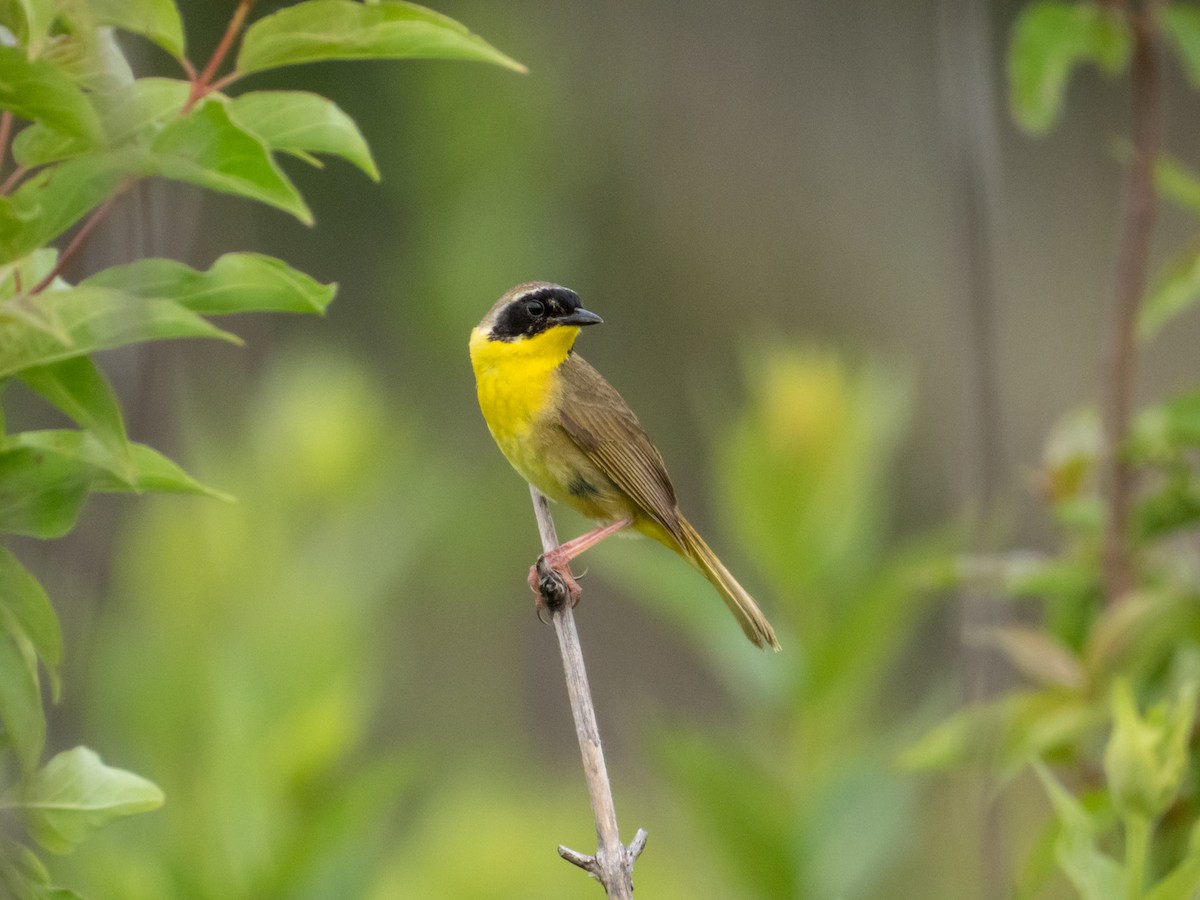 Common Yellowthroat - ML621466911