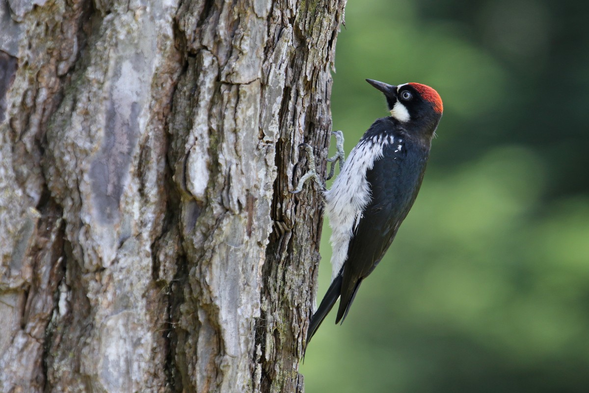 Acorn Woodpecker - ML621466922